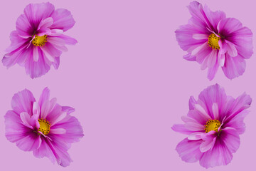 beautiful cosmos flowers isolated on  background