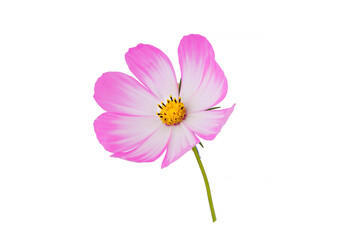 beautiful cosmos flowers isolated on white background