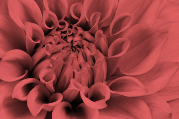 beautiful dahlia flowers isolated on a background