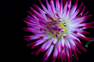 beautiful dahlia flowers isolated on a background
