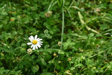 クローバーとシロツメクサ