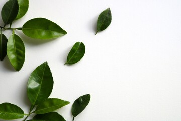 癒しの緑　背景　スダチの葉