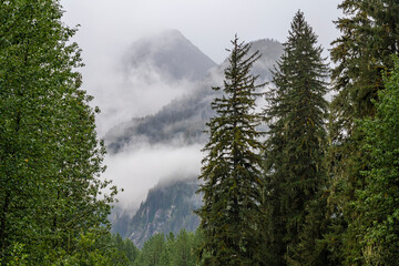 Misty landscape with pine trees in Tongass national forest, Misty Fjords national monument, Alaska, USA.
