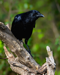 Common Raven closeup portrait on green background