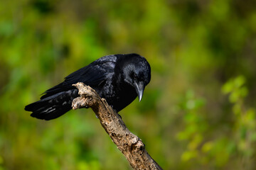 Common Raven closeup portrait on green background