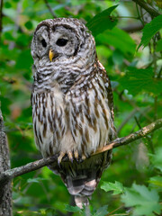 Barred Owl with open eyes sitting on tree branch in summer, portrait