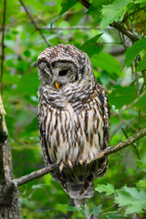 Barred Owl with open eyes sitting on tree branch in summer, portrait