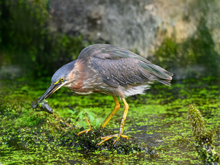 Green heron holding a frog in its beak and standing on a log in the pond