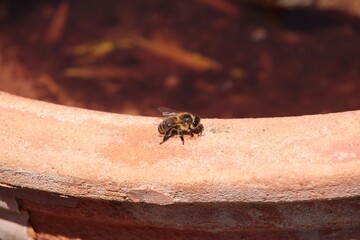 Western Honey Bee (Apis mellifera) collecting water from edge of bird bath, South Australia