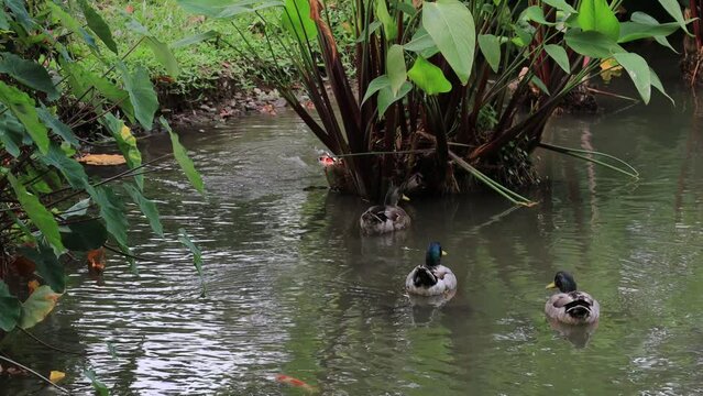 Mallard duck rest under beautiful  red Thalia geniculata tree in the rippling blue waves  pond.Interesting high quality video photography in Yunlin County, Taiwan.