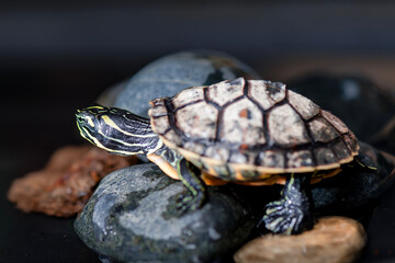 
Close up of turtle in water