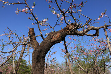 Peach trees blossom in spring