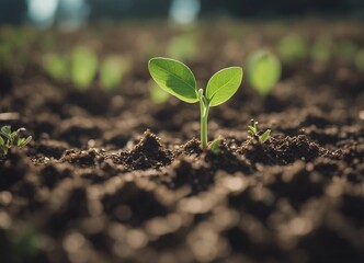Fototapeta premium Young green plant growth on the ground