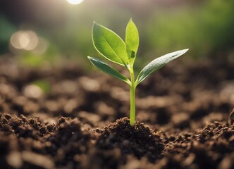 Fototapeta premium Young green plant growth on the ground
