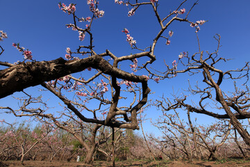 Peach trees blossom in spring