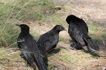 Group of three white-winged chough birds sitting on the ground