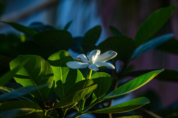 Fleur blanche endémique de Tahiti "Tiare Tahiti"