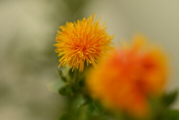 ベニバナの花のアップ
