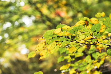 秋の里山と渓流風景