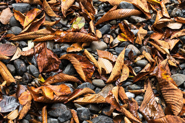 秋の里山と渓流風景