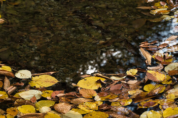 秋の里山と渓流風景