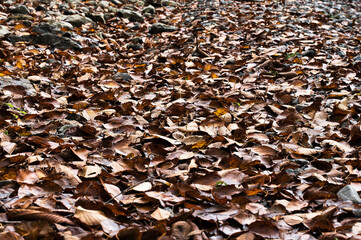 秋の里山と渓流風景