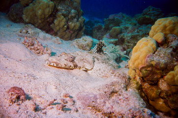 Crocodile Fish or "Platycephalidae Fish" burying itself in the sand, Red Sea, Egypt.