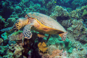 Hawksbill Sea Turtle swimming in water in coral reef of the bottom, Red Sea, Egypt.