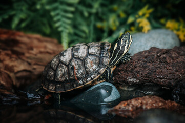 Close up of turtle in tropical forest