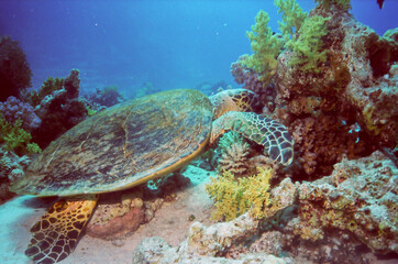 Hawksbill Sea Turtle on the sandy bottom, Red Sea, Egypt.