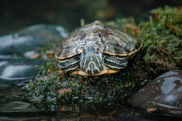 Close up of turtle in tropical forest