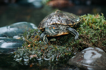 Close up of turtle in tropical forest