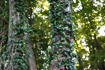 Japanese ivy ( Hedera rhombea ) leaves, buds and flowers. It grows many attached roots from its stem and climbs up other trees and rocks. Five-petaled yellow-green flowers bloom in autumn.