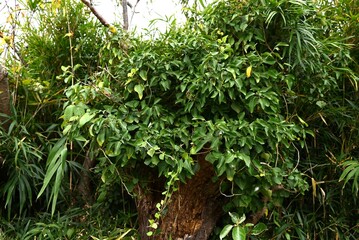 Japanese ivy ( Hedera rhombea ) leaves, buds and flowers. It grows many attached roots from its...