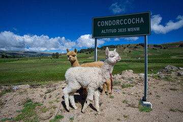 Perú, Condorccocha bei Ayacucho, Baby-Alpacas 