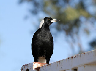 Australian magpie bird standing on a steel post