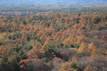 美し森、展望台から眺めた紅葉