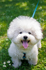 Bichon Frise dog in the park on sunny day.