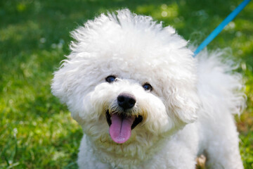 Bichon Frise dog in the park on sunny day.