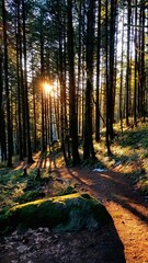 Sun Through the Forest