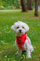 White Maltese dog playful and posing into city park