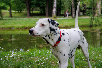 Very beautiful Dalmatian dog photography into the park