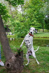 Very beautiful Dalmatian dog photography into the park