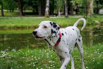 Very beautiful Dalmatian dog photography into the park
