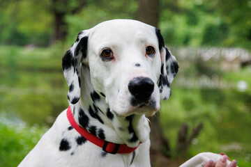 Very beautiful Dalmatian dog photography into the park