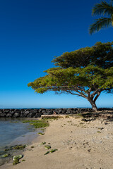 Fototapeta na wymiar Hawaiian Monkey Pod Tree on the Beach in Waikiki, Oahu, Hawaii.