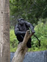 Fototapeta premium Irate Chimpanzee seated on a tree branch