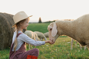 Girl feeding sheep on pasture. Farm animals