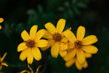 Yellow flowers in the garden