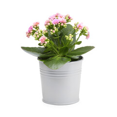 Naklejka na ściany i meble Kalanchoe flower in stylish pot isolated on white
